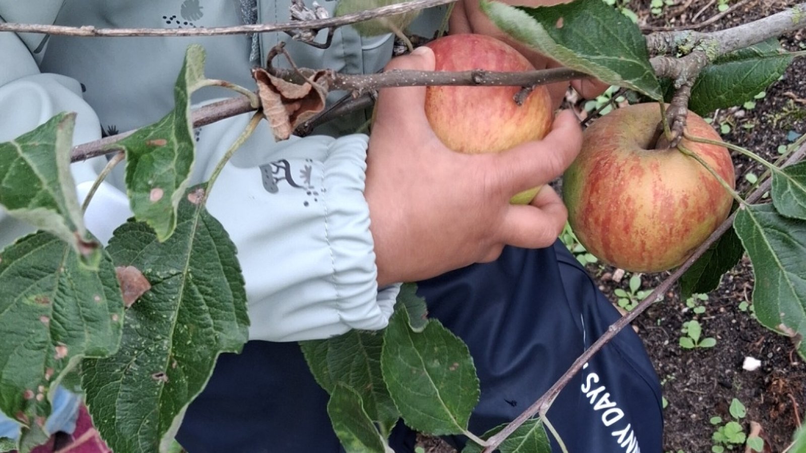 Kind hält Apfel i der Hand