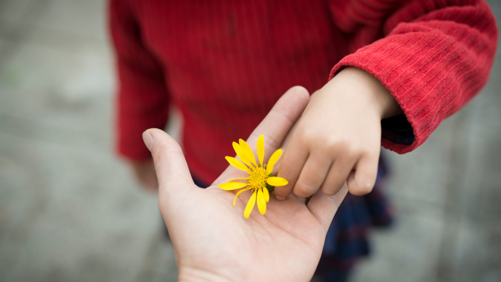 Hand Erwachsener und Kind mit gelber Blume