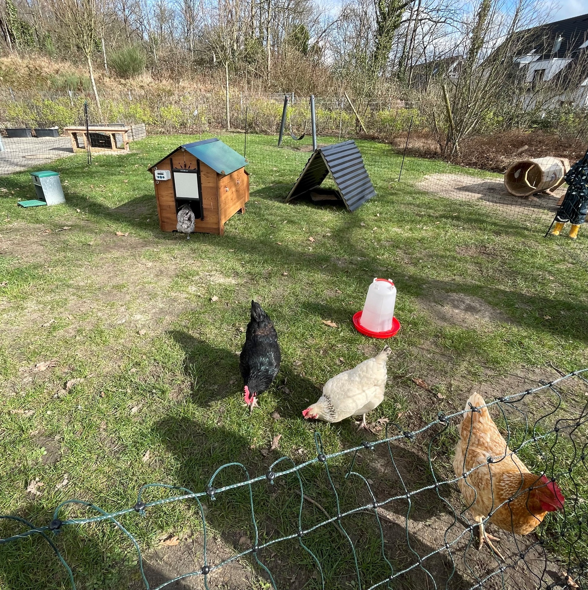 Hühner im Außengeländer der Kindertagesstätte Katthult.